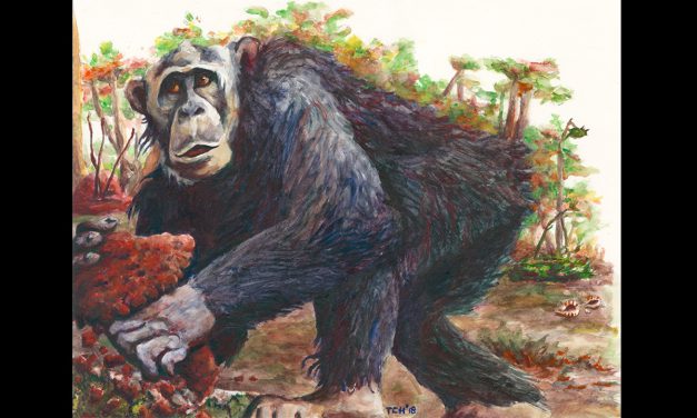 Dr Thurston Cleveland Hicks badaczem kongijskich szympansów